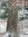 2008-12-07_First_Snow 085